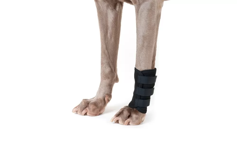 Back On Track Therapeutic Dog Leg Wraps - Pair 5 Back On Track Therapeutic Dog Leg Wraps - Pair - Image 3