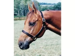 Tory Leather 1" Padded Halter With Brass Hardware 25 Tory Leather 1" Padded Halter With Brass Hardware -Equestrian Supplies Store 4 270532