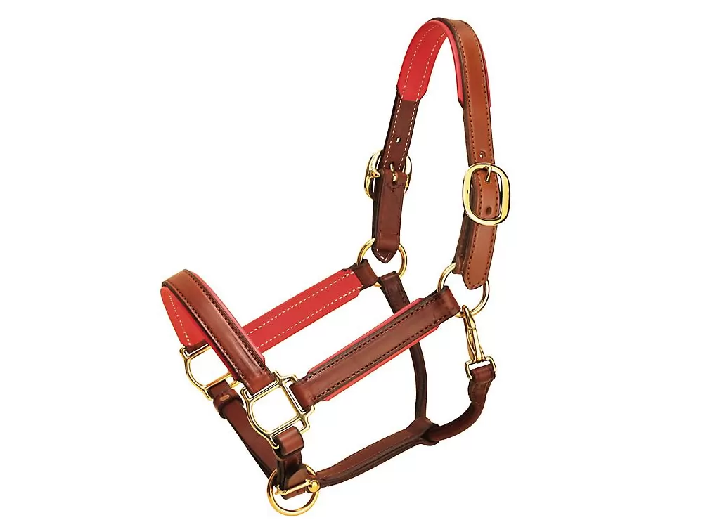Tory Leather 1" Padded Halter With Brass Hardware 9 Tory Leather 1" Padded Halter With Brass Hardware - Image 7