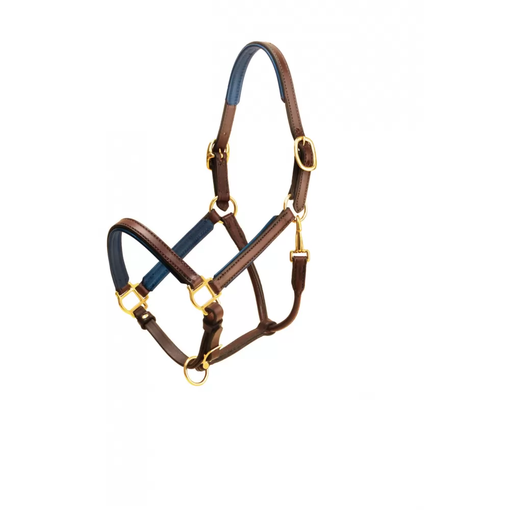 Tory Leather 3/4" Padded Halter With Brass Hardware 7 Tory Leather 3/4" Padded Halter With Brass Hardware - Image 5