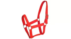 Gatsby Nylon Draft Halter 11 Gatsby Nylon Draft Halter -Equestrian Supplies Store 5 111251