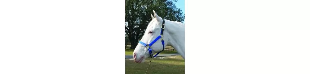 Hamilton Horse Halter With Leather Crown 8 Hamilton Horse Halter With Leather Crown - Image 6