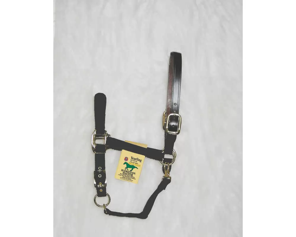 Hamilton Horse Halter With Leather Crown 15 Hamilton Horse Halter With Leather Crown - Image 13