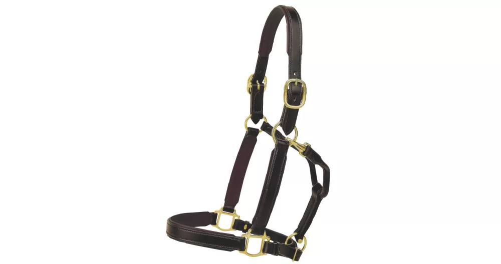 Tory Leather 1" Padded Halter With Brass Hardware 15 Tory Leather 1" Padded Halter With Brass Hardware - Image 13