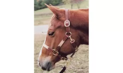 Tory Leather Leather & Cotton Web Halter -Equestrian Supplies Store 5 170563