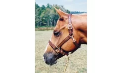 Tory Leather 1" Halter - Crown Buckle & Brass Hardware 8 Tory Leather 1" Halter - Crown Buckle & Brass Hardware -Equestrian Supplies Store 5 170605