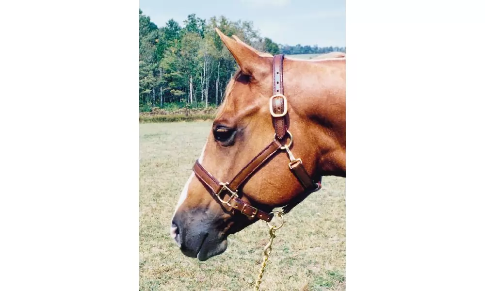 Tory Leather 1" Halter - Crown Buckle & Brass Hardware 3 Tory Leather 1" Halter - Crown Buckle & Brass Hardware