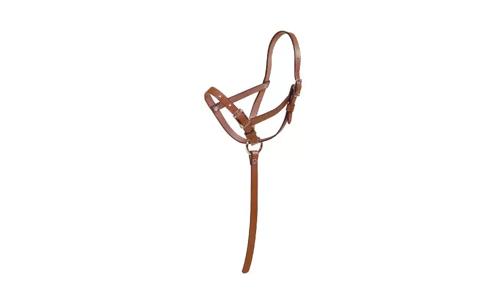 Tory Leather Leather Riveted Slip Foal Halter 3 Tory Leather Leather Riveted Slip Foal Halter
