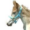 Foal Halter -Equestrian Supplies Store 5 185157