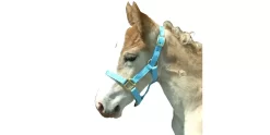 Foal Halter