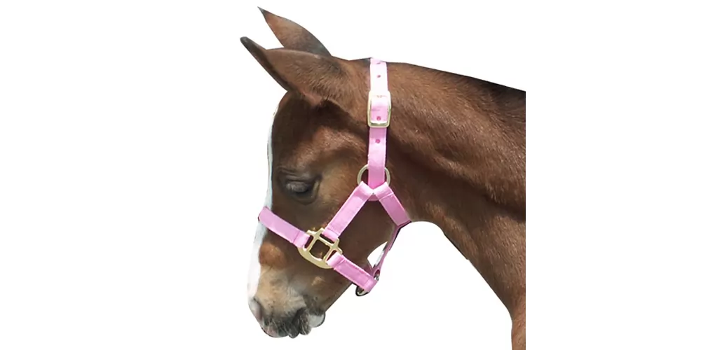 Foal Halter 4 Foal Halter - Image 2