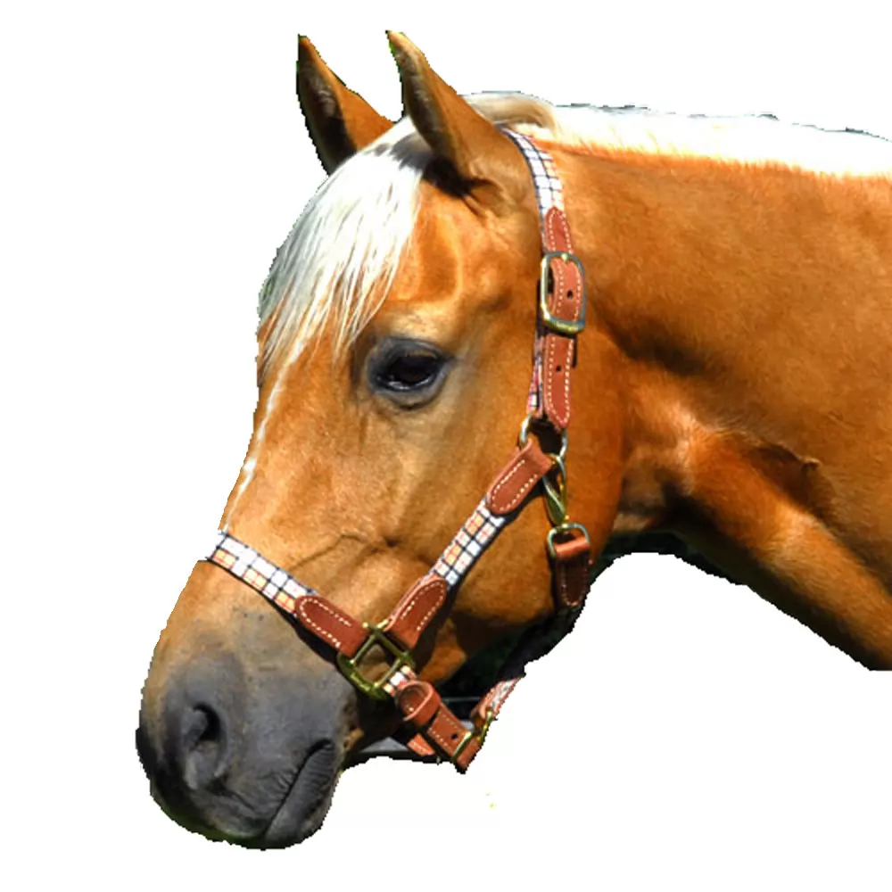 Highland Nylon Halter 4 Highland Nylon Halter - Image 2