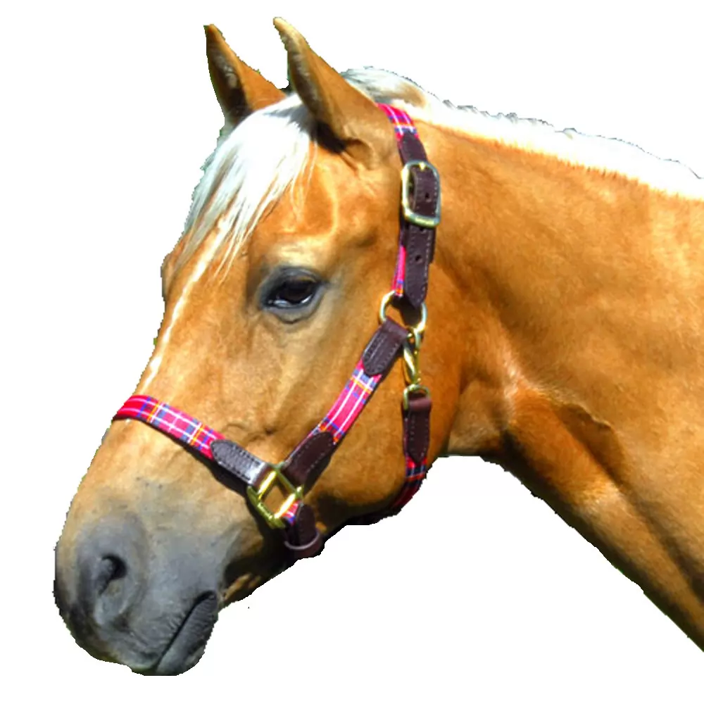 Highland Nylon Halter 6 Highland Nylon Halter - Image 4