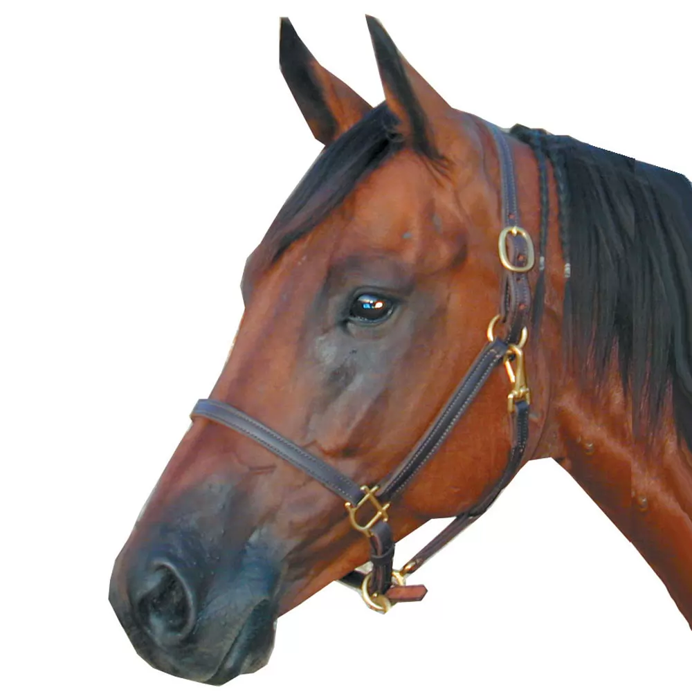 Deluxe Leather 3/4 Track Halter 4 Deluxe Leather 3/4 Track Halter - Image 2