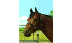 Perris Leather Collection 1in Leather Show Halter -Equestrian Supplies Store 5 218785