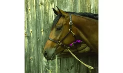 Perris Leather Collection Premium Leather Show Halter