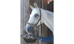 Nunn Finer Leather Lead With Chain