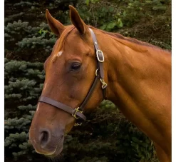 Henri De Rivel Advantage Leather Halter