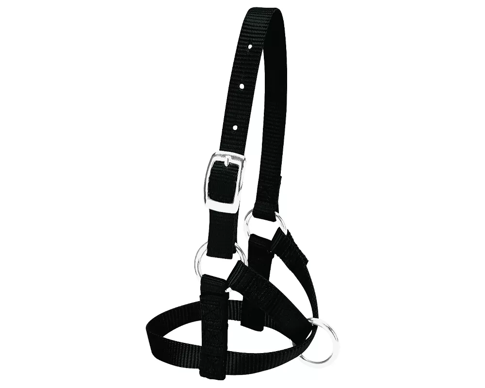 Weaver Leather Alpaca Halter 7 Weaver Leather Alpaca Halter - Image 5