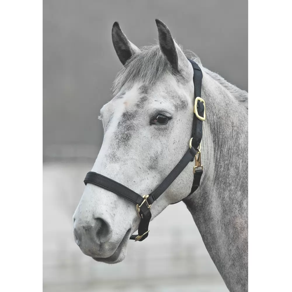 Shires Topaz Nylon Halter 3 Shires Topaz Nylon Halter