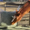 Freedom Feeder Extended Day Feeding Net/2 String Bale -Equestrian Supplies Store 5 656958