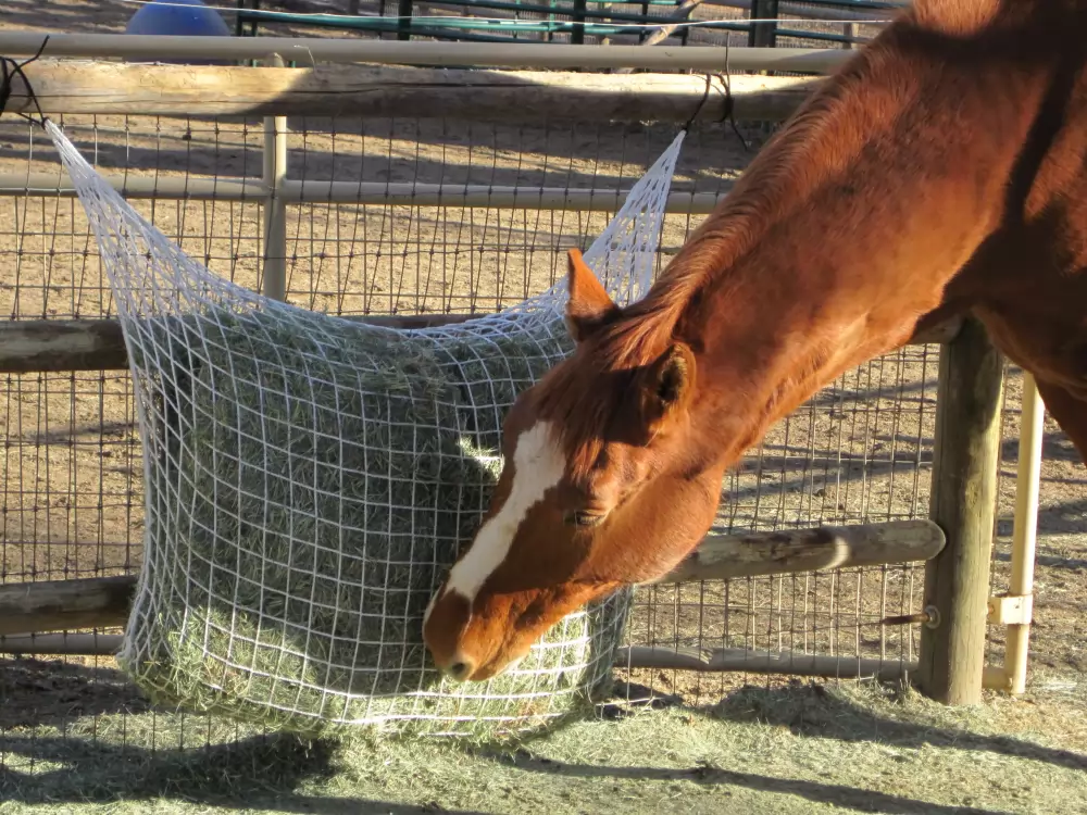 Freedom Feeder Extended Day Feeding Net/2 String Bale 3 Freedom Feeder Extended Day Feeding Net/2 String Bale