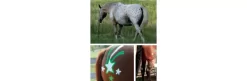 Tail Tamer Pony Paints -Equestrian Supplies Store 5 822622 1