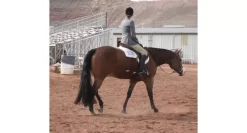 Trophy Tail Western 3-Way Tail Extension 16 Trophy Tail Western 3-Way Tail Extension -Equestrian Supplies Store 5 822656 3