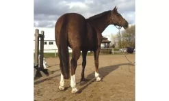 Trophy Tail Hunter Tail Extension -Equestrian Supplies Store 5 822664