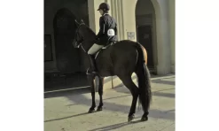 Trophy Tail Hunter Tail Extension -Equestrian Supplies Store 5 822665