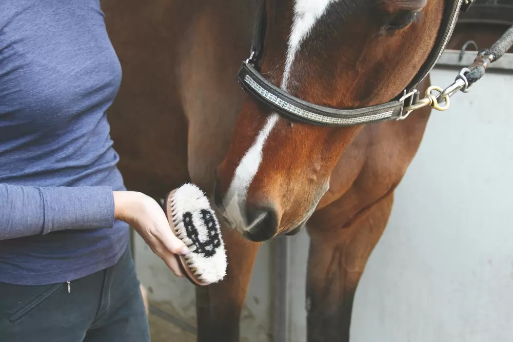 Tail Tamer Wood Series Small Oval Boar Bristle Brush 3 Tail Tamer Wood Series Small Oval Boar Bristle Brush
