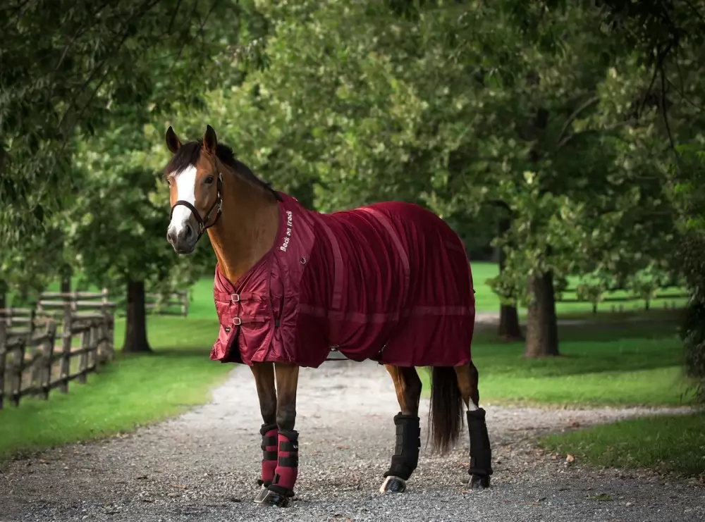 Back On Track Mesh Sheet 5 Back On Track Mesh Sheet - Image 3