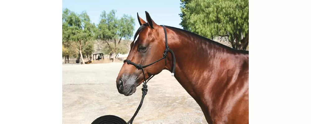 Professionals Choice Clinician Halter 4 Professionals Choice Clinician Halter - Image 2