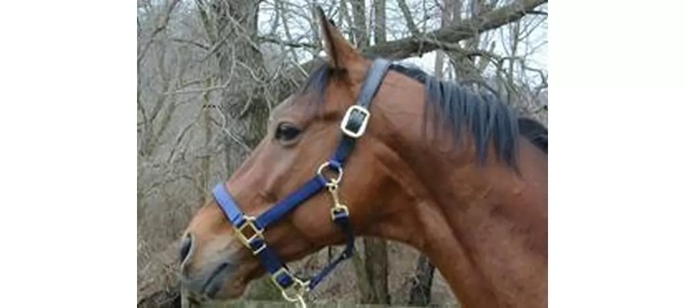 Chafeless Breakaway Halter 3 Chafeless Breakaway Halter